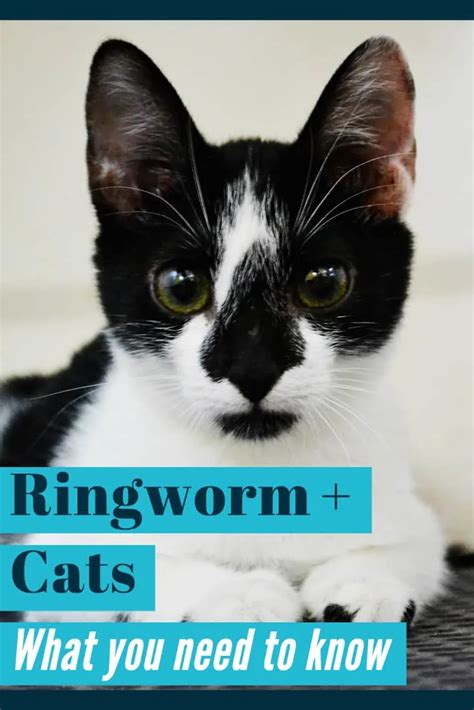 Ringworm In Cats Symptoms And Treatment Vlrengbr