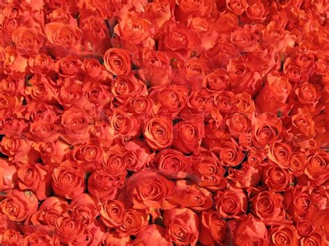 Bunches Of Red Roses For Sale Stock Image Colourbox