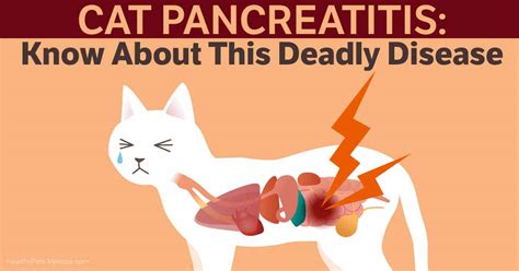 Is Your Cat Suffering From Deadly Feline Pancreatitis
