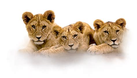 Collection Of Png Cub Pluspng