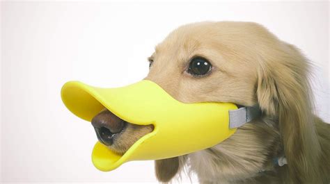 Duckbill Dog Muzzles Dog Gadgets Dog Muzzle Dog Training Collar