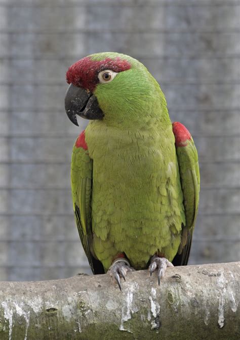 Thick Billed Parrot Zoochat