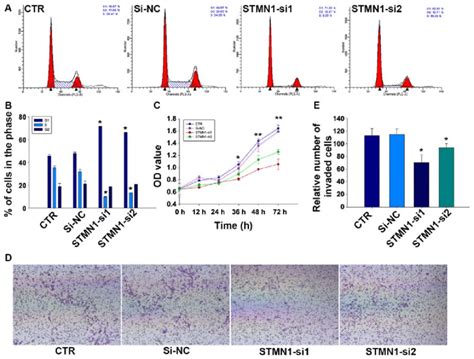 knockdown of stmn1 inhibits proliferation and migration of fadu cells download scientific