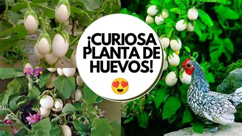 Ponedora Planta Que Pone Huevos íncreible🥚😳 Solanum Ovigerum Cuidados