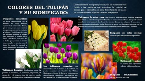 Significado Del Color Del Tulipan Tulipanes Amarillos Tulipanes De
