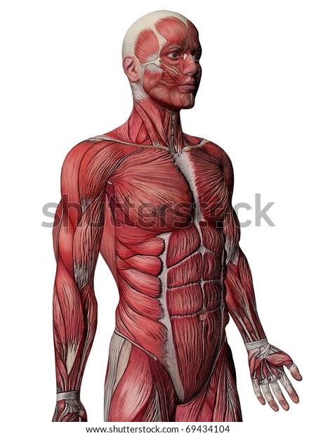 Human Body Muscles Anatomy Stock Illustration 69434104