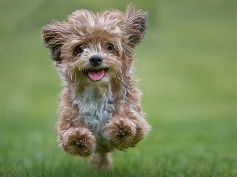 20 Best Hypoallergenic Dogs - Top Dog Breeds That Don't ...