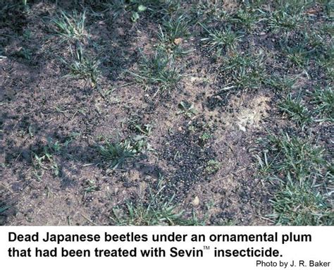 I love beetlejuice the animated series i ship beetlebabes so hard, so you're warned. maycintadamayantixibb: Japanese Beetle Grubs In Lawn