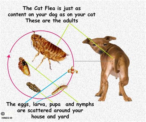 Are Cat Fleas The Same As Dog Fleas