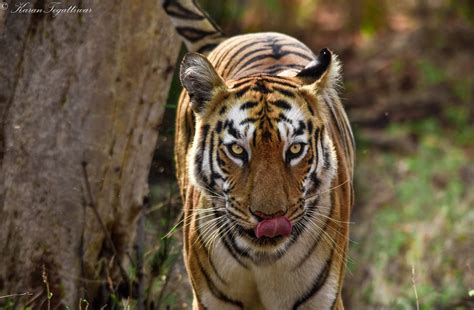 15 Most Famous Bengal Tigers Of Indian National Parks