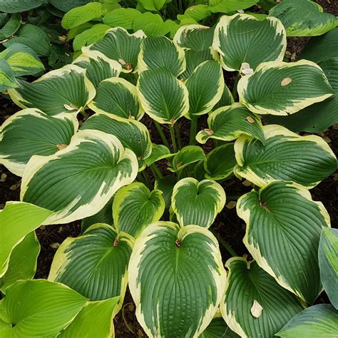 Hosta Lakeside Premier Buy Plantain Lily At Coolplants