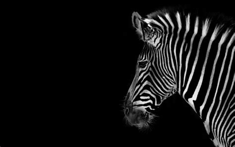 Zebra Animals Wallpaper 34414281 Fanpop