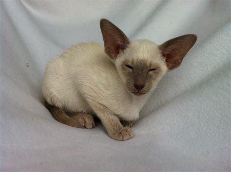 Other common colors are chocolate point and lilac point. Kittens- Weeks Thirteen to Fourteen Weeks - Riobelle Siamese
