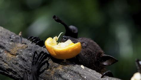 Facts On Fruit Bats For Children How To Adult