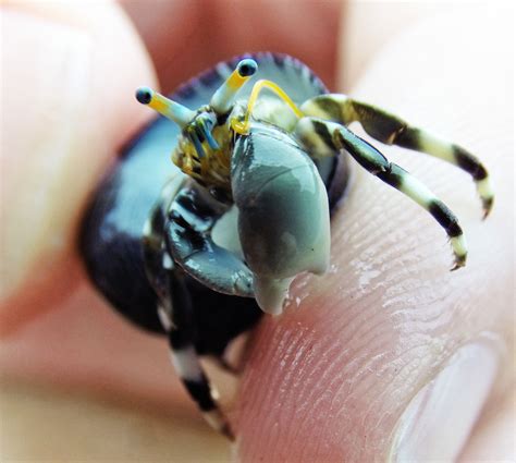 Cute Little Hermit Crab Found In A Tide Pool In Oahu Hi Hermit Crab