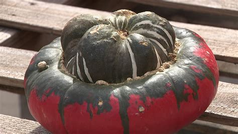 Unusual Looking Pumpkins Growing In Popularity