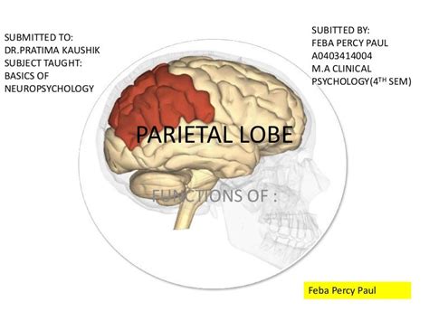 Functions Of Parietal Lobe