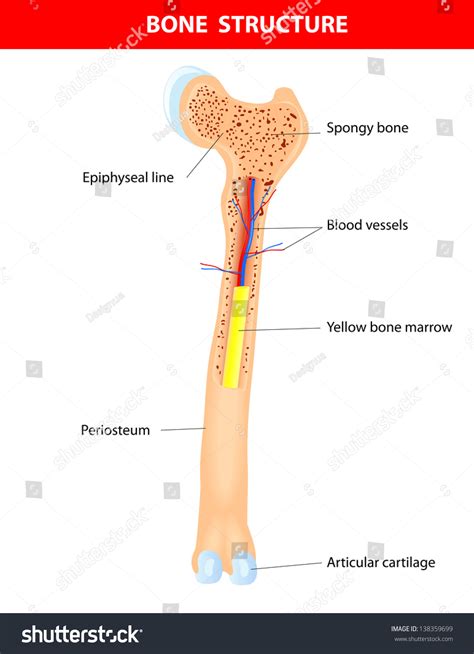 Long Bone Anatomy Scheme Stock Illustration 138359699 - Shutterstock