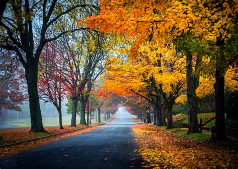 trees, Path, Road, Nature, Fall, Leaves, Autumn, Splendor, Autumn Wallpapers HD / Desktop and 