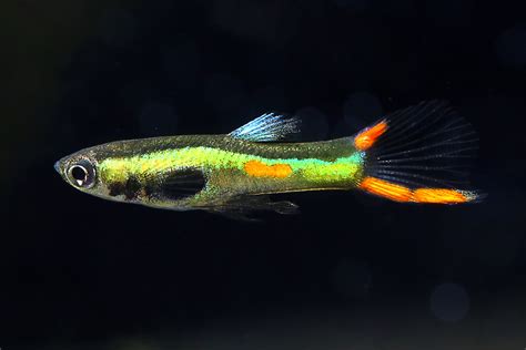 Endlers Guppy Lime Green Poecilia Wingei Aquarium Onlineshop