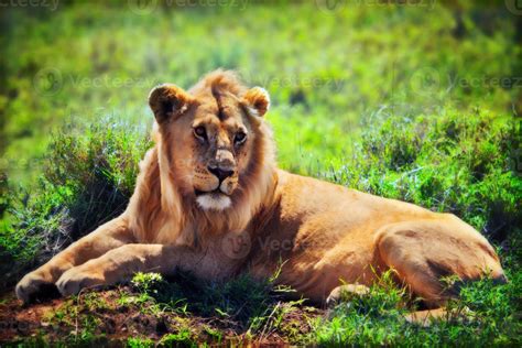 Young Adult Male Lion On Savanna Safari In Serengeti Tanzania Africa