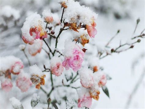 27 Snowy Flowers Wallpapers