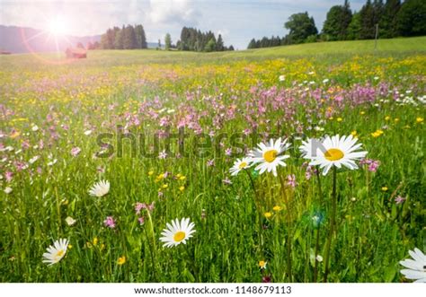 Meadow Spring Flowers Sunbeams Stock Photo Edit Now 1148679113