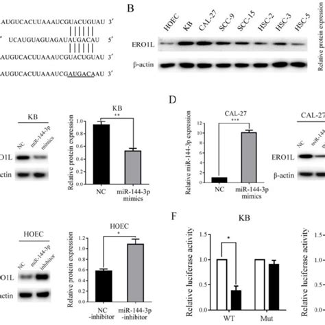 ero1l is a direct target of mir 144 3p a sequence alignment of download scientific diagram