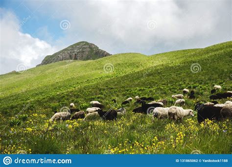 A Flock Of Sheep And Rams Grazing In The Green Mountain Meadows Of The