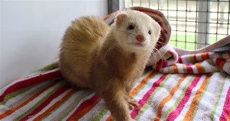 Your Ferrets Health What To Look Out For Woodgreen Pets Charity