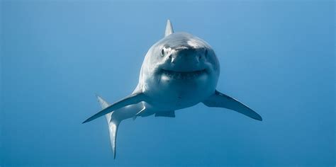 Huge Great White Shark At Australias Newcastle Beach Business Insider