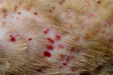 How To Recognize And Treat Miliary Dermatitis In Cats 2023