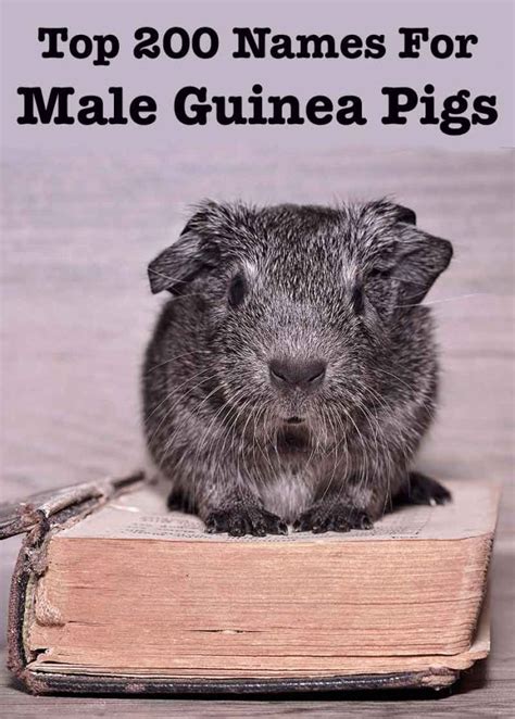 Boy Guinea Pig Names 200 Great Names For Male Guinea Pigs