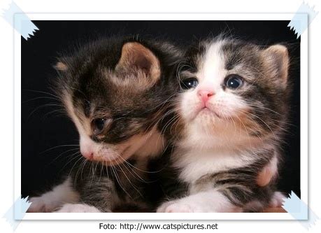 We did not find results for: Kumpulan Foto-Foto Kucing Lucu - Binatang - CARApedia