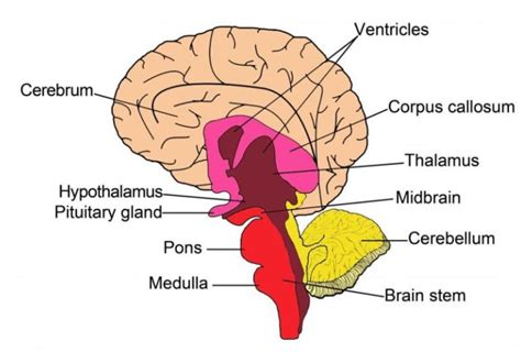 Parts Of The Brain And What They Control