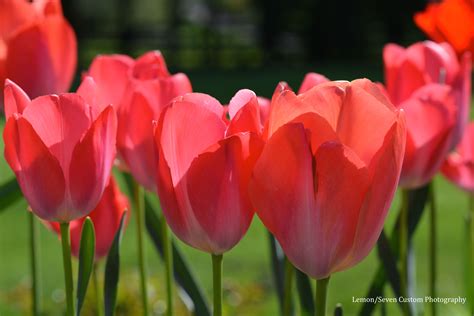 Red Tulips Are In The Foreground With Green Grass Behind Them And Trees