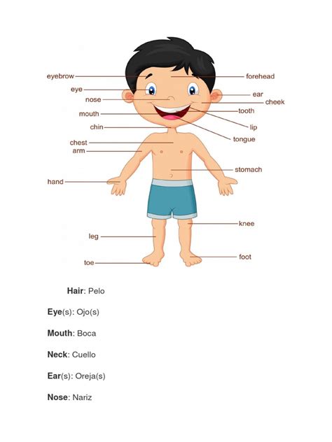 Partes Del Cuerpo Humano En Inglesdocx Anatomía Humana