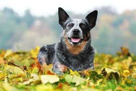 Australian Cattle Dog Dog Breed Complete Guide Az Animals