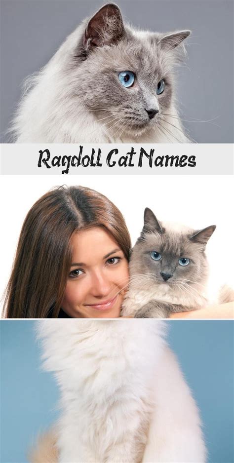 Most Current Free Ragdoll Cats Names Strategies Ragdoll Cat Cat