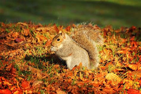Autumn Squirrel Squirrel Fall Pictures Pictures