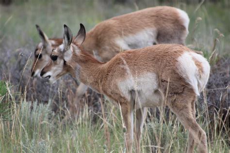 Free Images Prairie Animal Wildlife Wild Herd Usa Mammal Fauna