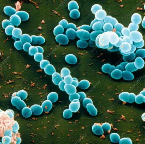 Enterococcus Faecalis Bacteria Stock Image B2360083 Science