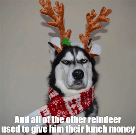 He Wasnt Playing Reindeer Games Christmas Dogs Funny Merry