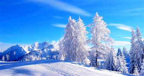 Winter Forest 4k Wallpapers Top Free Winter Forest 4k Backgrounds