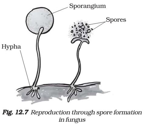 Actually, fungi reproduce not just by asexual, but also by sexual reproduction, spore dispersal etc. Sexual and Asexual Reproduction in Plants