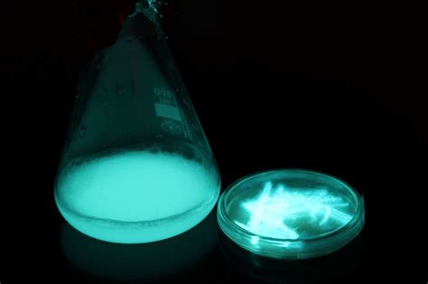 Bio Display Photobacterium Phosphoreum In A Bottle