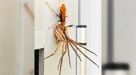 Tarantula Hawk Wasp Photographed Carrying Huntsman Spider In Australia