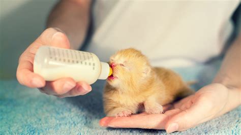 Clean bottle after each feeding warm bottle of formula in a warm bath to about 100 degrees the amount that the kitten will eat each feeding will vary. How to Bottle Feed a Kitten - Purrfect Love