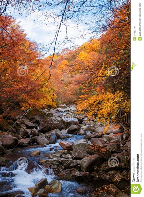 Golden Fall Season Forest Stock Image Image Of Fantasy 46582191