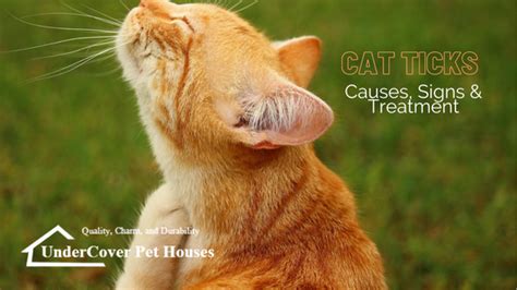 Cat Ticks 101 Causes Signs And Treatment Undercover Pet Houses